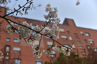 红砖楼前绽放的樱花