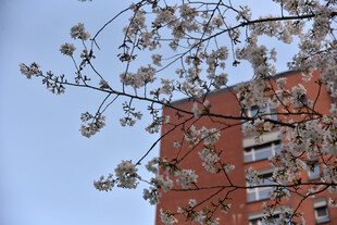 红砖楼旁绽放的樱花