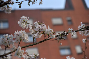 枝头绽放的粉嫩春花