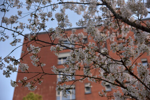 红砖建筑旁的繁花树枝