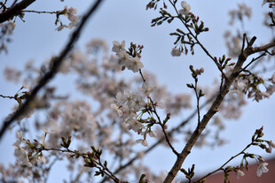 枝头绽放的美丽樱花