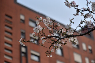 红砖楼前绽放的花枝