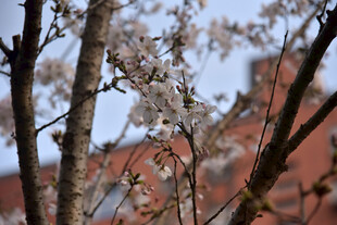 枝头绽放的粉嫩春花