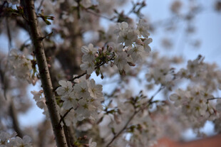 枝头绽放的美丽樱花