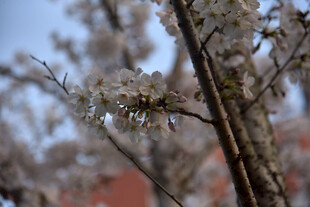 枝头绽放的美丽樱花