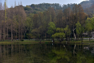 湖畔树林倒影 静谧美景