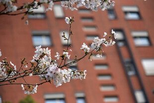 枝头繁花映红墙