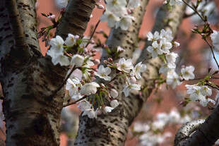 枝头绽放的白色樱花