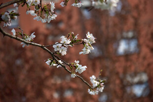 枝头绽放的美丽樱花
