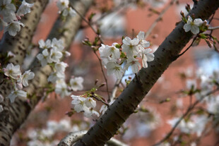 绽放的烂漫春日樱花