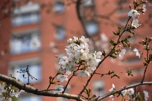 枝头绽放的烂漫樱花