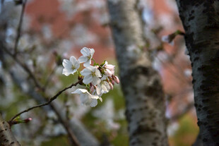 枝头绽放的粉嫩樱花