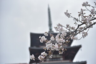 樱花映衬下的古塔景致