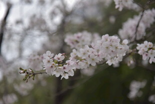 枝头绽放的美丽樱花