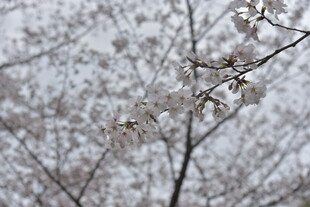 枝头绽放的洁白樱花