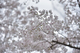 枝头绽放的美丽樱花