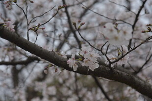 枝头绽放的粉嫩樱花
