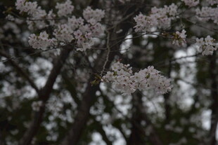 枝头绽放的粉嫩樱花