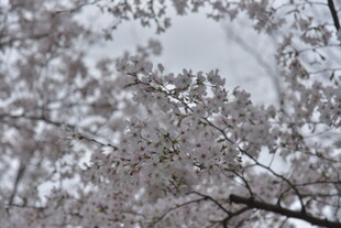 枝头绽放的美丽樱花