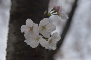 枝头绽放的洁白樱花