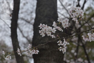 枝头绽放的素雅樱花