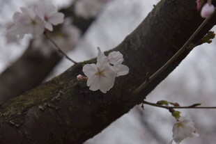 枝头绽放的素雅樱花