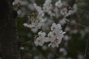 枝头绽放的美丽樱花