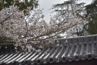 日式屋檐下的烂漫樱花
