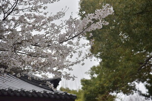 古建旁绽放的烂漫樱花