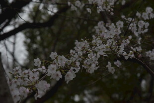 枝头绽放的洁白繁花