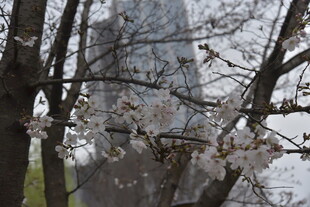 春日繁花满枝的树木