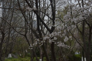 春日林间绽放的烂漫樱花