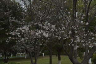 春日绽放的繁花树木