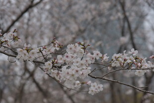 枝头绽放的美丽樱花