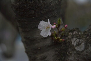 枝头绽放的单朵白色樱花