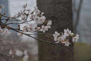 枝头绽放的粉嫩樱花