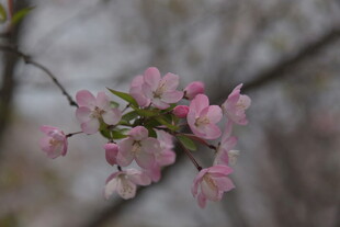 枝头粉嫩垂丝海棠绽放