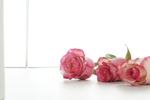 粉色玫瑰静物摆拍