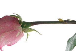 娇艳欲滴的半开粉色玫瑰