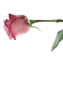 单枝粉色娇艳玫瑰花