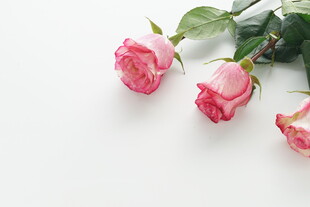 三枝粉嫩玫瑰花特写