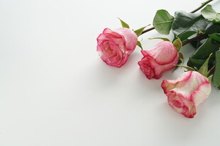 三朵粉白渐变娇艳玫瑰花