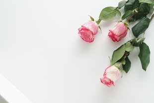 三朵粉色玫瑰清新摆拍