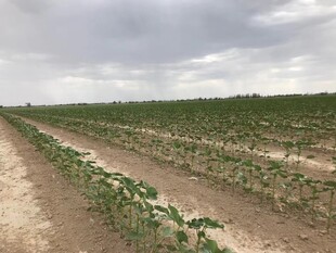 农田作物种植景象