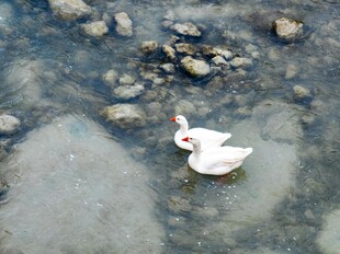 水中白鹅