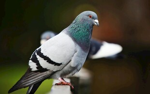 灰白鸽子立于栏杆