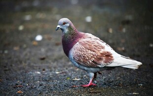 地面上的五彩鸽子