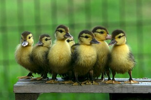 一群小黄鸭站在木板上