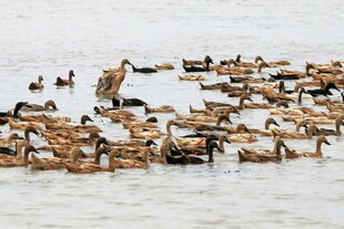 群鸭戏水
