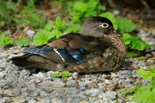 栖息于石砾地的美丽小鸟